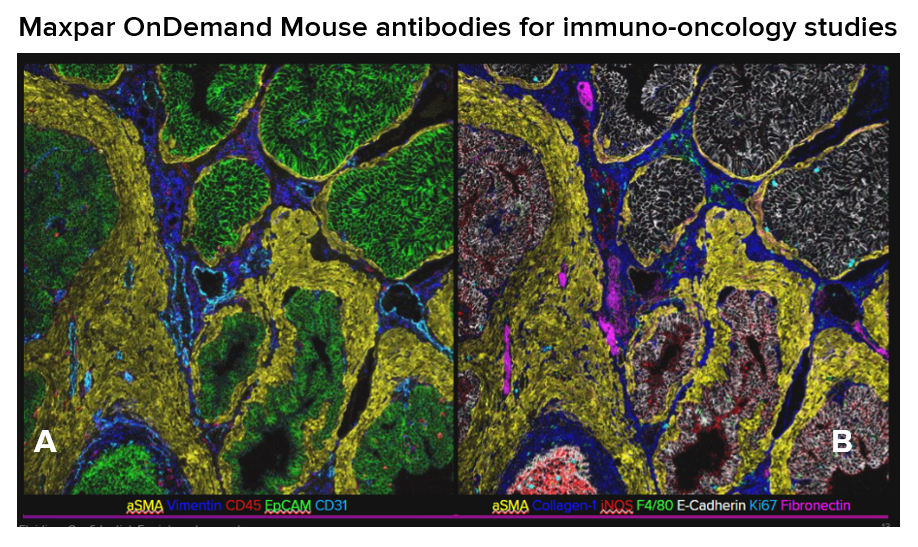 Maxpar OnDemand Mouse antibodies for immuno-oncology studies